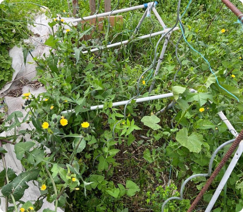 jardin abandonné a debarrasser